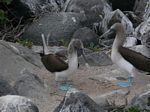 Galapagos (Mar 2009) - Day 06 - 402
